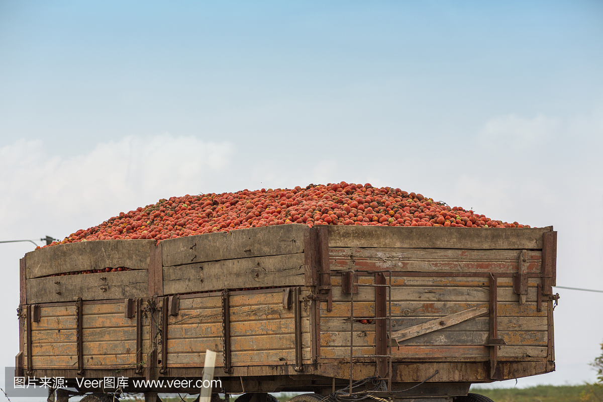 在班德玛巴利克西尔的火鸡工厂里,卡车拖车装载着西红柿