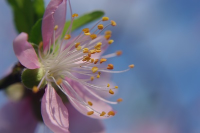微距花卉|摄影|生态|宝粥 - 原创作品 